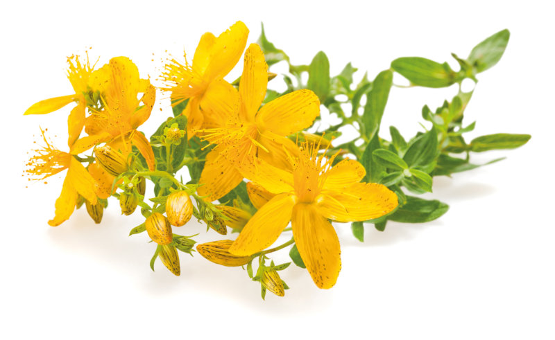 Johanniskraut (Hypericum perforatum)